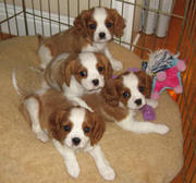 Healthy Adorable Cavalier King Charles Spaniel Puppies available