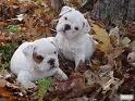 English Bulldog Babies Ready to go to a new home