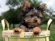 Cute tea cup yorkie  puppies for adoption