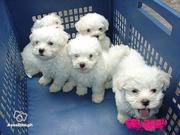  Maltese Puppies For Free Adoption 