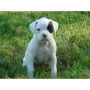 adorable Boxer puppies available for adoption