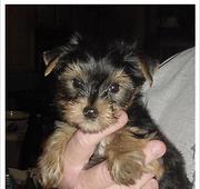 AKC Registered Male And Female Yorkie Puppies For Adoption they are al