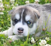 ALL PUPS PRA CLEAR!! AKC Siberian Husky Pup LIFETIME HEALTH GUARANTEE!