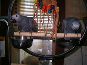  Congo African Grey Babies