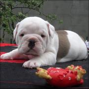 Beautiful AKC Male and female Bulldog puppies for adoption