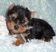 Adorable Tea Cup Yorkie Puppies For Free Adoption.