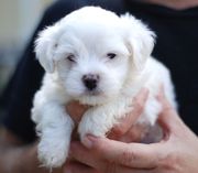 Snow white Maltese Puppies Available for Adoption 