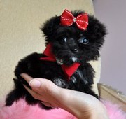 most adorable teacup poochin puppy for adoption