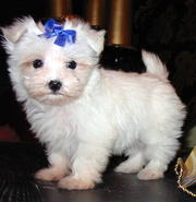 Two Maltese puppies to give it out for adoption