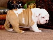  English bulldog puppy 