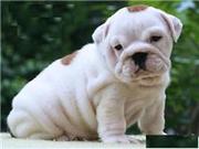 Owesome English bulldog puppy for adoption