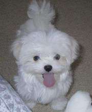 maltese puppies available