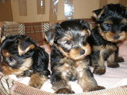nice baby face Yorkie Puppies For Free Adoption 