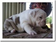 cute dollface english bull dog for adoption