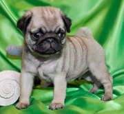 Affectionate and playful Pug puppies for caring Homes.