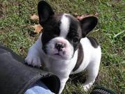 French bull dog for New home