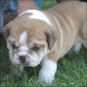 cute and adorable bulldog for sale
