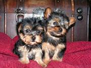 Affectionate Teacup Yorkie Puppies For Free Offer