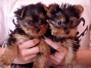Georgeous Male And Female Teacup Yorkie  Puppies Ready For Free Adopti