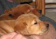 Golden Retriever Puppies for good homes