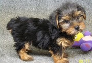 Cute Miniature Tea Cup Yorkshire Terrier Puppies Now Available