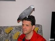 cute and adorable african grey parrots for new home now
