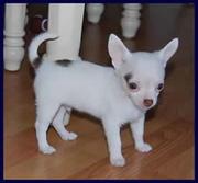Sweet and Adorable Chihuahua pupies for you