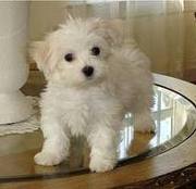 Home Trained Male And Female Maltese Puppies For Free Adoption