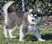 Gorgeous Siberian husky puppy for a loving family
