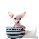 Adorable baby chihuahua puppies for good homes.