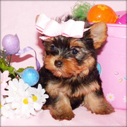 Beautiful Tiny Tea-Cup Yorkshire Terrier Puppies