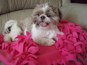 VET CHECKED AND IKC REGISTERED SHIH TZU PUPPY FOR ADOPTION.