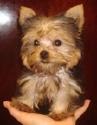 pretty yorkie puppy available for rehoming