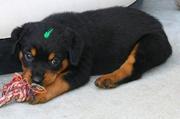 Rottweiler Puppies For Sale 