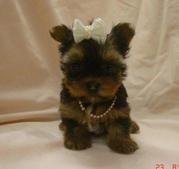 AVAILABLE FOR XMAS GIFT YORKIE TERRIER