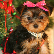 OUR AVAILABLE YORKSHIRE TERRIER (TEACUP) PUPPIES