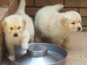 Golden Retriever Puppies For Homes