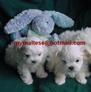 maltese puppies for rehoming