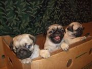 KC registered pug puppies for free adoption