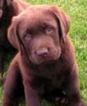  pure breed chocolate pups ready to go micro,  vac,  wormed i.k.c reg