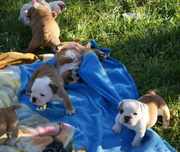  Registered CUTE and Adorable CHRISTMAS English Bulldog Puppies For Ad