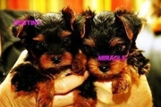 awesome teacup yorkie puppies ready to go to loving homes