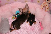  Male And Female Baby Face Chihuahua  Puppies For Adoption