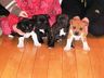 Staffordshire Bull Terrier Pups for sale