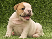 playful and love male and female English bulldog puppies for free adop