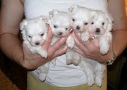 Malti poo puppies for adoption