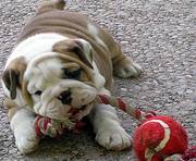 ADORABLE BULLDOG PUPPY WANTS A NEW HOME