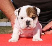 Five adorable wrinkle bullies pups read to go ut for loving home .