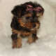 lovely yorkie puppy for kids