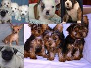 Teacup chihuahua, yorkie, maltese & pug, English Bulldog, boxer puppies